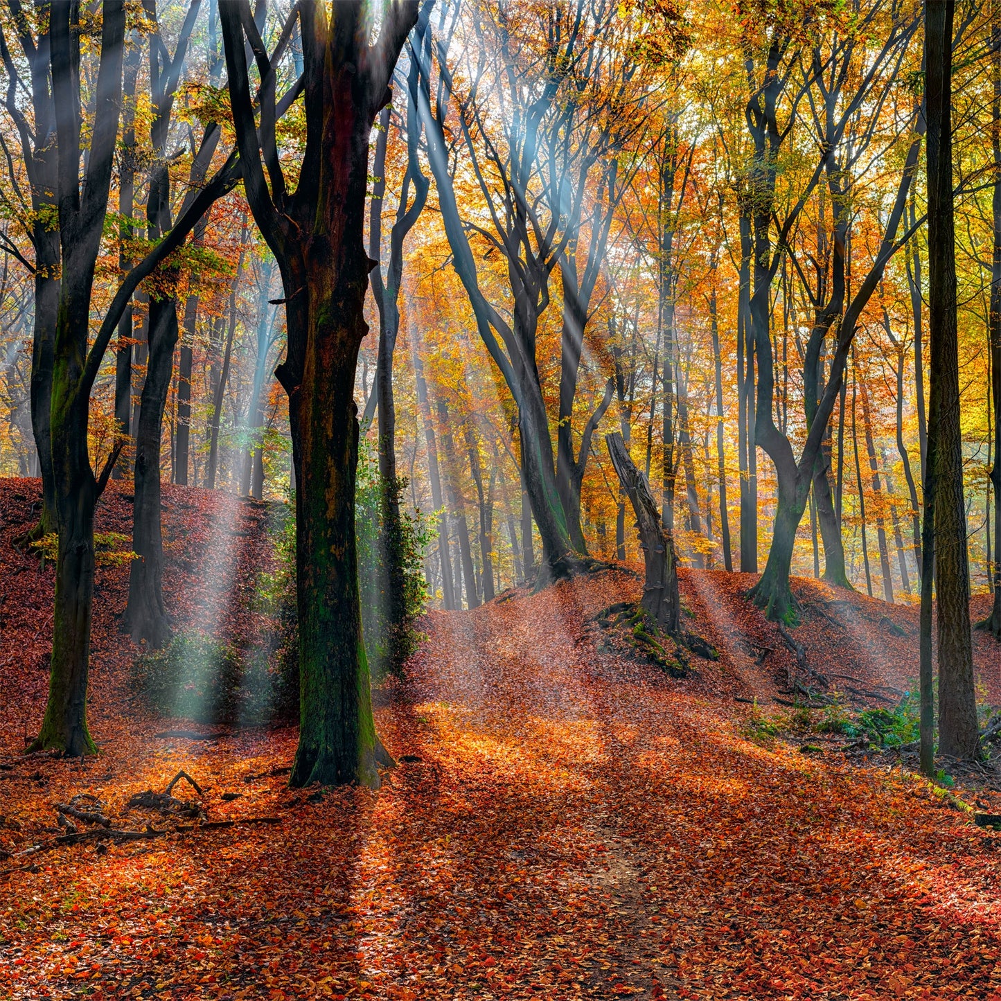 Enchanted Moods