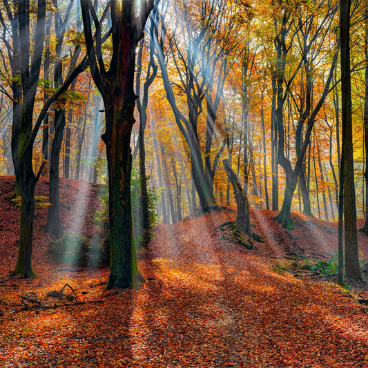 Enchanted Moods