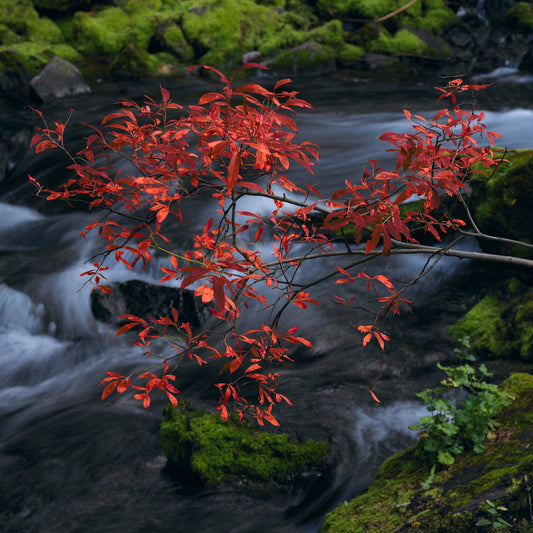 Living Light