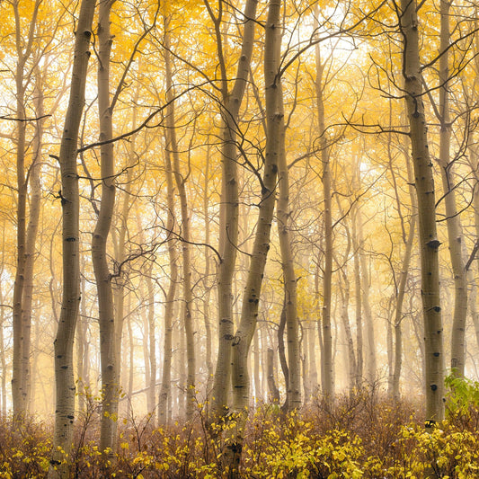 Waking Forest